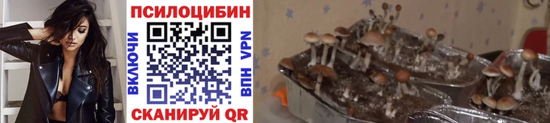 купить наркотики цена  Джанкой  Псилоцибиновые грибы ЛСД 